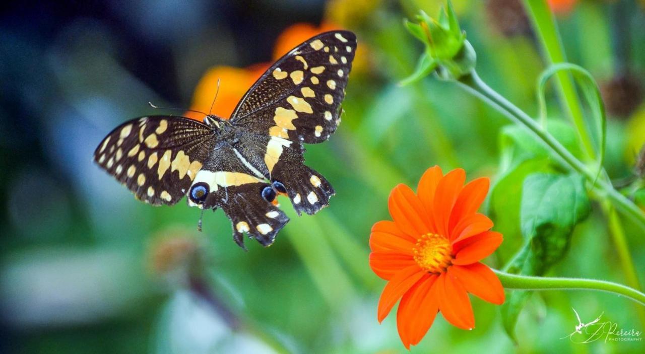 Djabraba'S Eco-Lodge Vila Nova Sintra Dış mekan fotoğraf